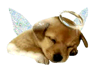 Les chiens ont ils une âme